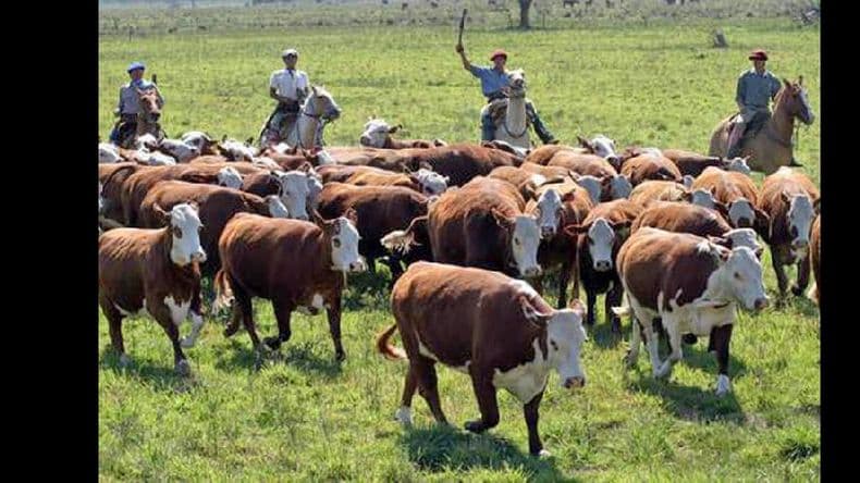 Ganadería en verano: recomendaciones sanitarias y de manejo a tener en cuenta