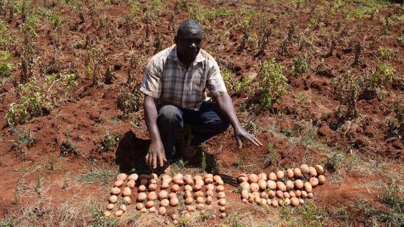 Rizobacter aporta sus tecnologías biológicas en el despegue de la agricultura africana