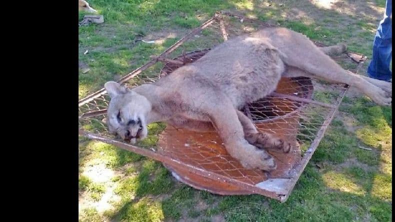Hallaron en General Gelly un puma que mataba el ganado