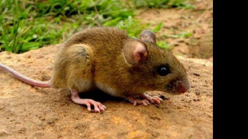 Confirman dos muertes y 13 casos de hantavirus en la provincia de Buenos Aires