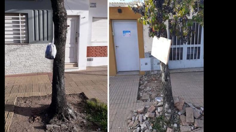 Más del 15 por ciento del arbolado de Pergamino se encuentra dañado