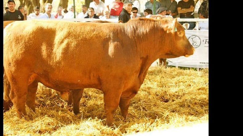 El primer remate del año de Rosgan, con más de 18 mil cabezas