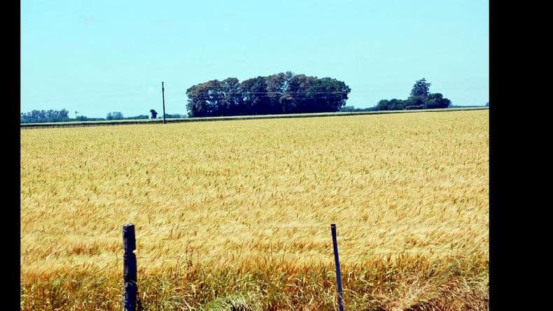 Campaña 2015/2016: escenario complicado para el cultivo de trigo
