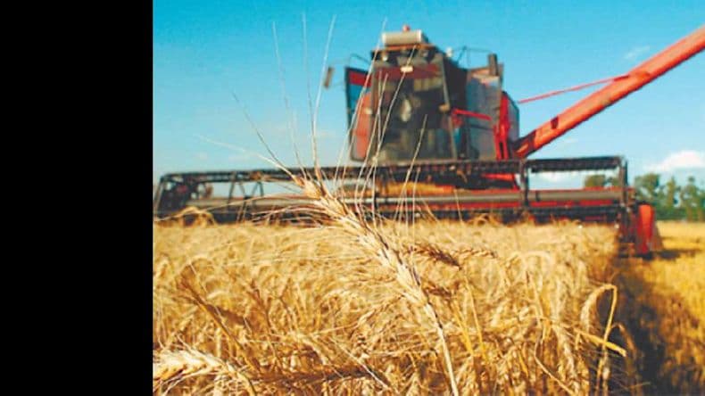 Finalizó la cosecha de trigo: 10,3 millones de toneladas
