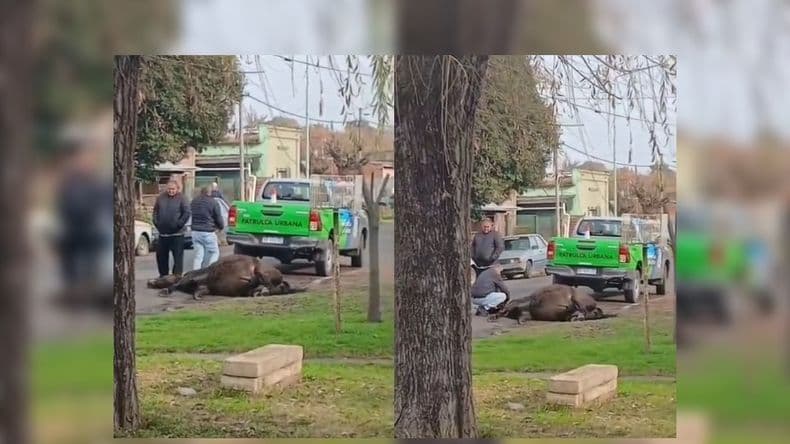 Murió en Arrecifes un caballo mientras lo trasladaban de tiro desde un móvil comunal