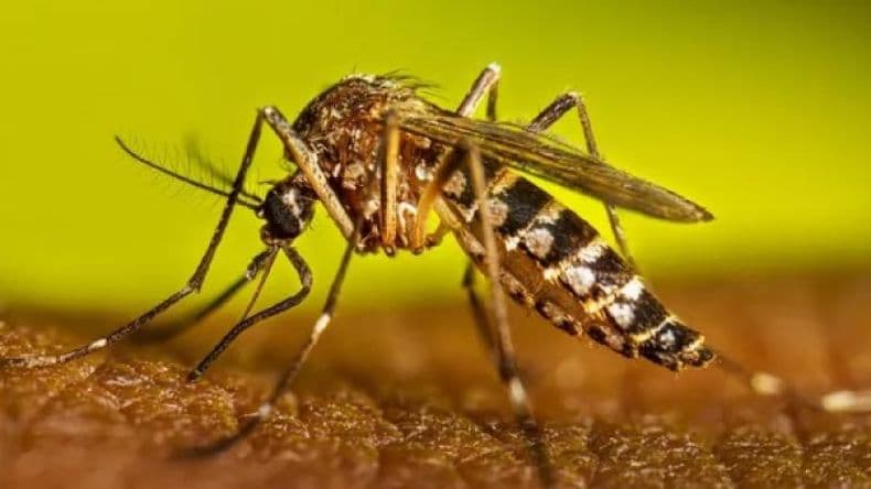 Dengue: qué impacto tuvo en la Provincia durante los primeros días de 2025
