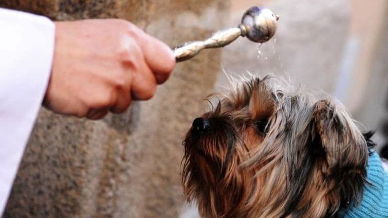 En el día de San Antón, este martes bendecirán a los animales