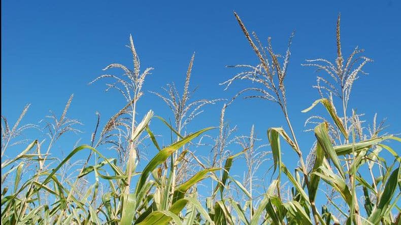El nuevo ciclo de maíz va por 54 millones de toneladas y el trigo por 20