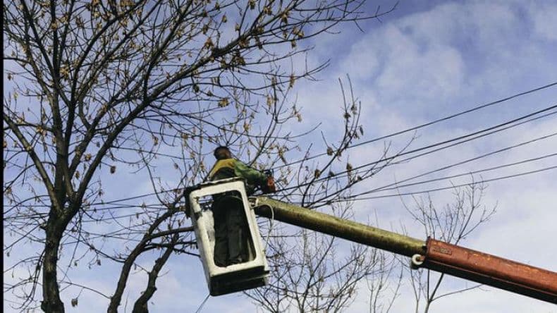Poda incorrecta del arbolado: muchos problemas se generaron en la ciudad