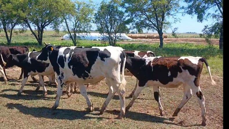 Robaron un ternero de la Agrotécnica y hallaron los restos del animal faenado
