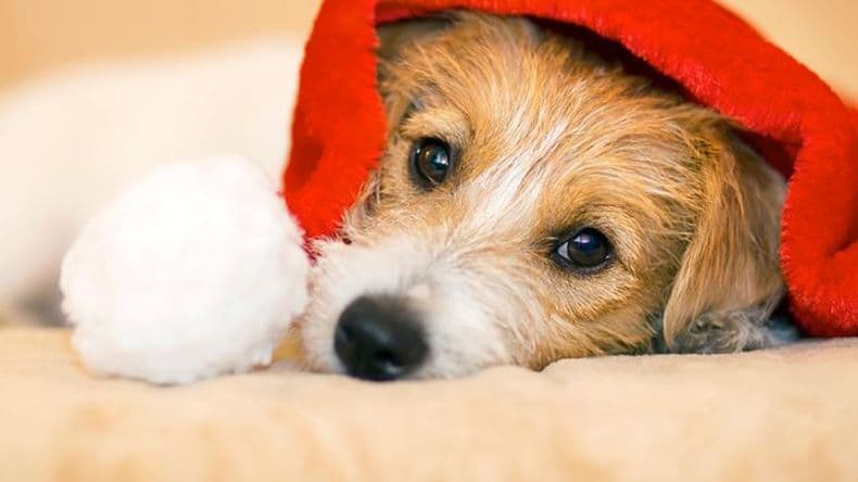 A tener en cuenta: este miércoles habrá guardia veterinaria