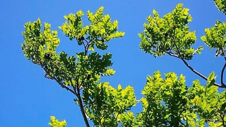 Se celebrará el Día del Árbol con un evento especial