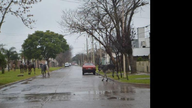 Mientras nadie se haga responsable, los caballos serán los “dueños” de las calles
