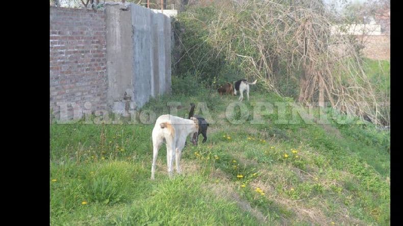 Tenencia responsable, para evitar inconvenientes con perros en las calles