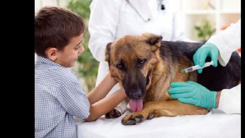 Antirrábica: más de 2.000 mascotas vacunadas en la ciudad y los pueblos