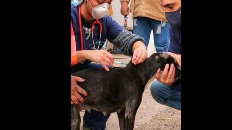 Comienza un nuevo programa de castración y vacunación gratuita