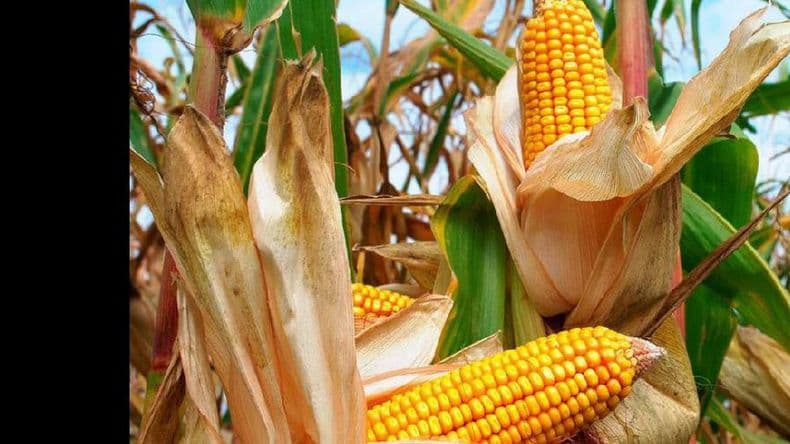 El Gobierno espera unos 25.000 millones por exportaciones agrícolas