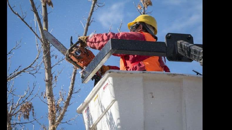 Por reiterados cortes en los servicios, alertan por la poda ilegal del arbolado