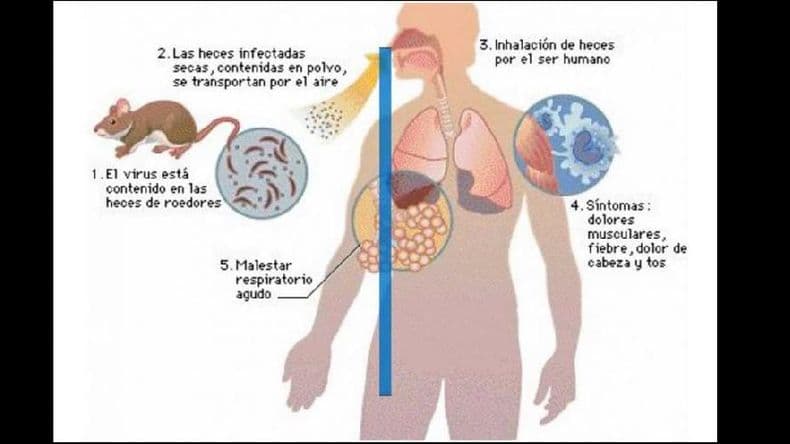 Una muerte por hantavirus volvió a encender la señal de alerta