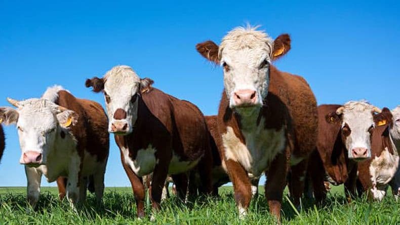 El Polled Hereford reafirma su presencia en todo el país