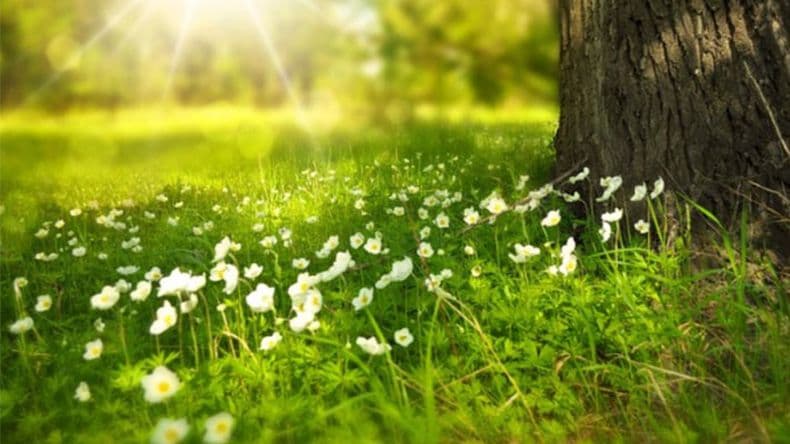Fin del invierno: ¿Por qué se considera que el 1º de septiembre comienza la primavera?