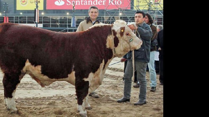 Llegó el toro Francisco a la Sociedad Rural