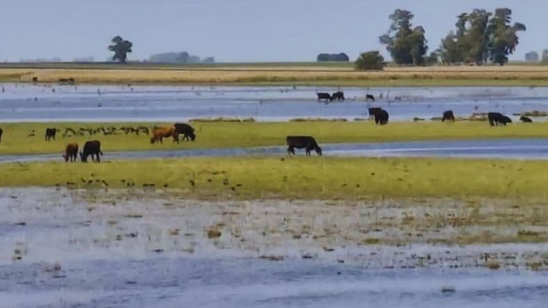 Después de la inundación: el INTA propuso pautas de manejo para la ganadería