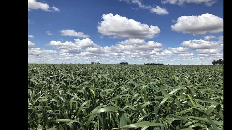 Cultivo de trigo: estiman condiciones favorables para su siembra temprana