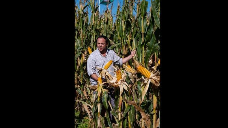 Maíz: producir más, pero de forma sustentable