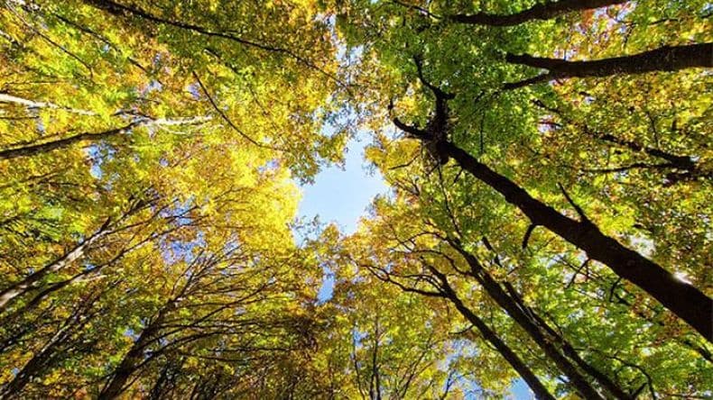 Pergamino, entre las ciudades que más árboles plantó durante el último año