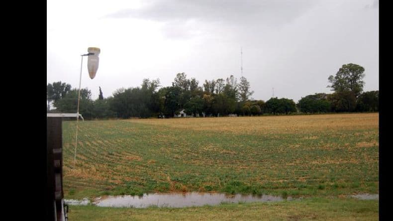 Las lluvias, claves para no perder más lotes ni rindes en trigo