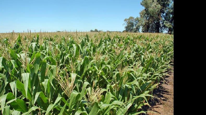 Precampaña de maíz: incertidumbre sobre el área destinada al cultivo