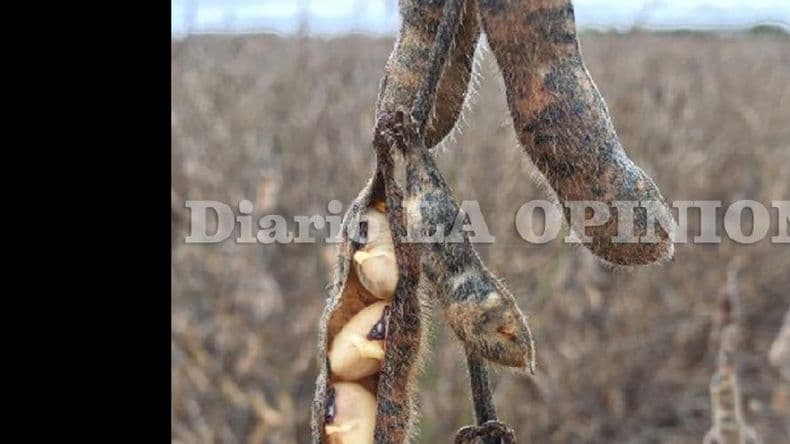 El temporal de abril se llevó unas 5,7 millones de toneladas soja