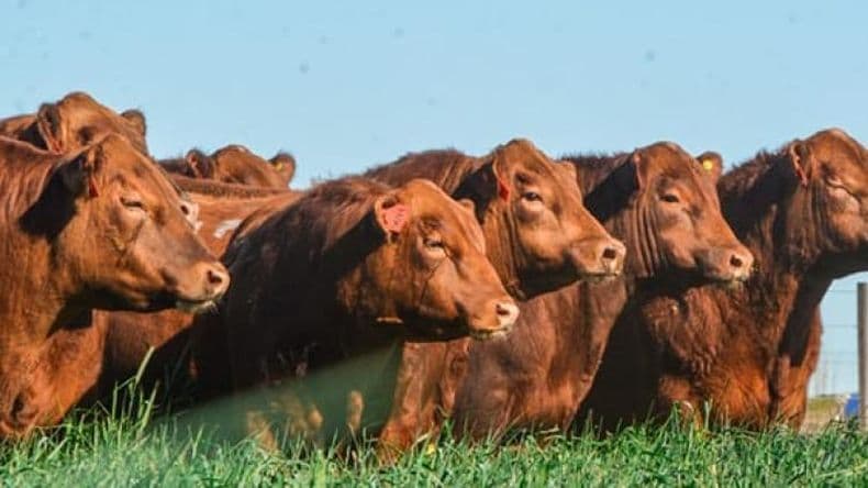 La ganadería argentina renueva la esperanza de ganar mercados