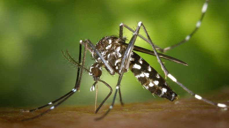 Prevención del Dengue en Pergamino: más trabajos en los barrios para concientizar