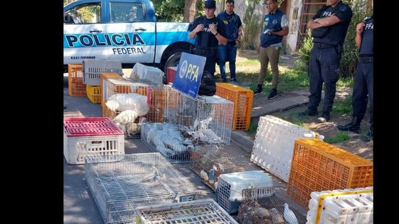 La Dirección de Veterinaria local colaboró con la Municipalidad de Colón por el secuestro de más de 100 aves