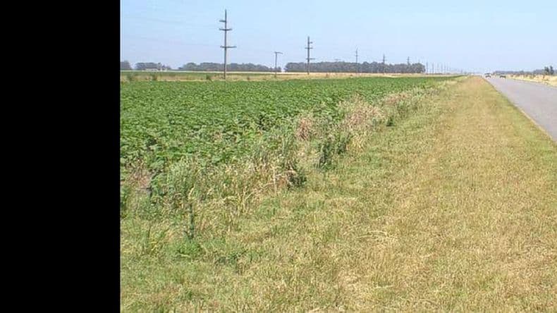 Explotación agrícola de las banquinas de la ruta provincial Nº 32