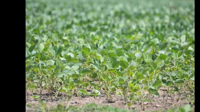 Federación Agraria: “No todo ‘el campo’ es lo mismo”
