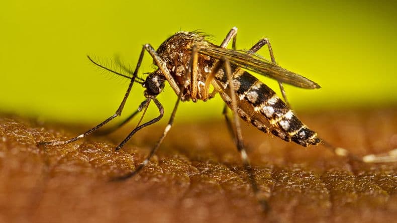 Dengue: instan a la población de Pergamino a cuidarse y tomar conciencia