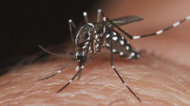 Refuerzan medidas de control para impedir casos de Dengue