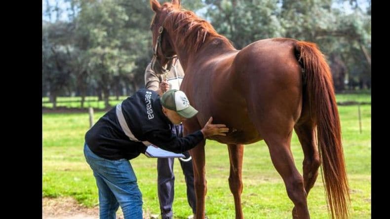 Salud confirmó un caso de Encefalitis Equina del Oeste en un pergaminense