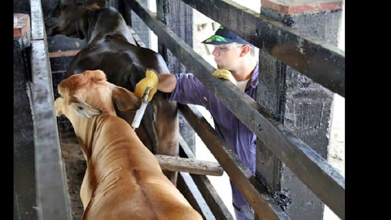 Para la Anav es un error suspender la vacunación antiaftosa