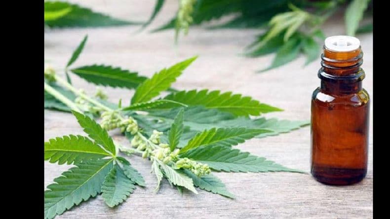 Provincia impulsa el cultivo de cannabis medicinal e incorpora el aceite en hospitales