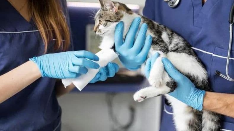 Guardia de Veterinarias privadas: ¿Cuál es el cronograma de junio?