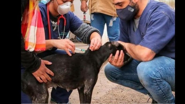 Operativo especial de Zoonosis al encontrar un murciélago con rabia en barrio Acevedo
