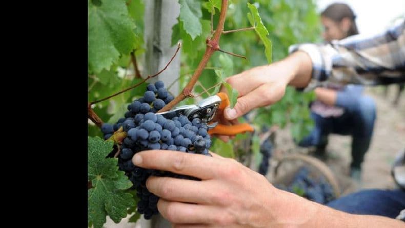 El vino celebra su día con una suba de despachos al mercado interno y meses de crecimiento