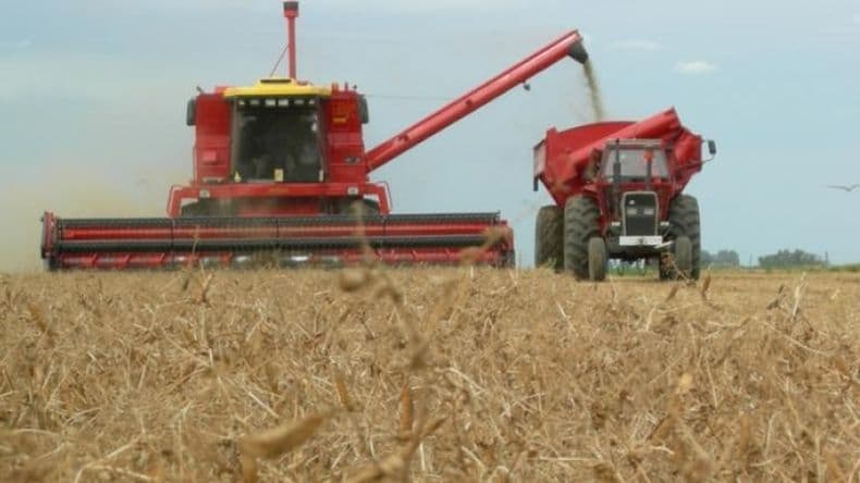 La arveja, una alternativa rentable en la rotación de cultivos invernales