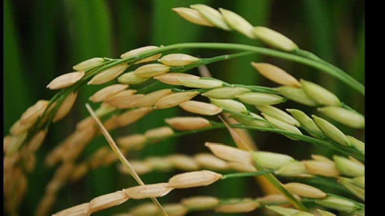 Arroz, la base de un maridaje saludable apto para celíacos