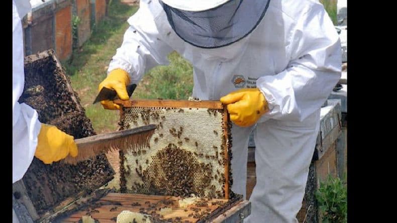 Declaran de interés provincial el consumo de miel y los beneficios de la polinización en cultivos y biodiversidad