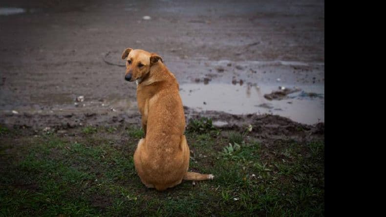El Móvil de Castración y Vacunación atenderá en el Parque España
